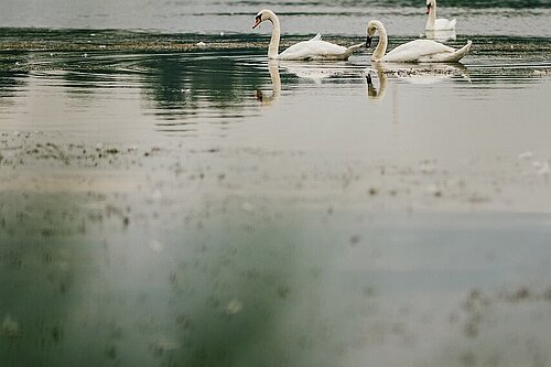 Swans on a dirty river