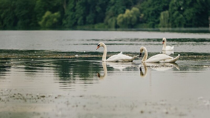 Swans on a dirty river